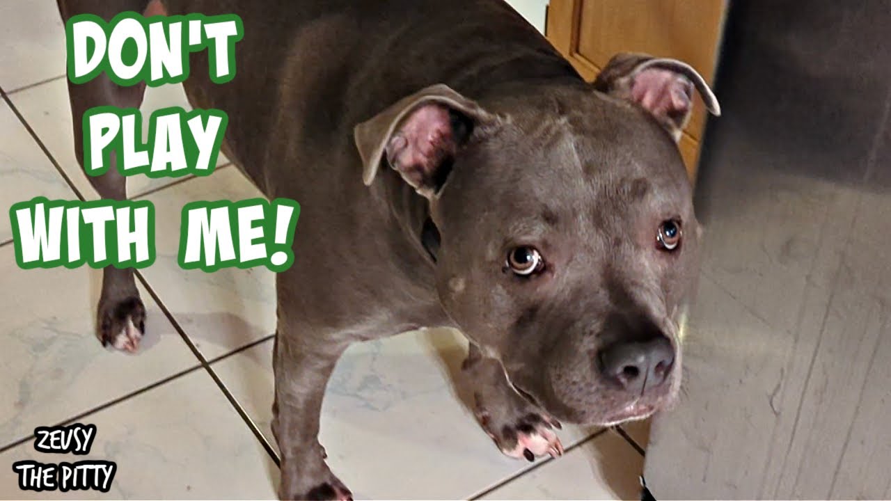 Talking Dog Understands English! Speaks It Pretty Well Too