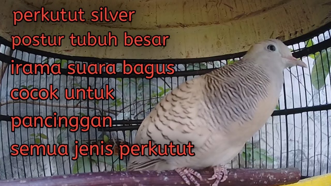 Perkutut silver suara besar istimewa.