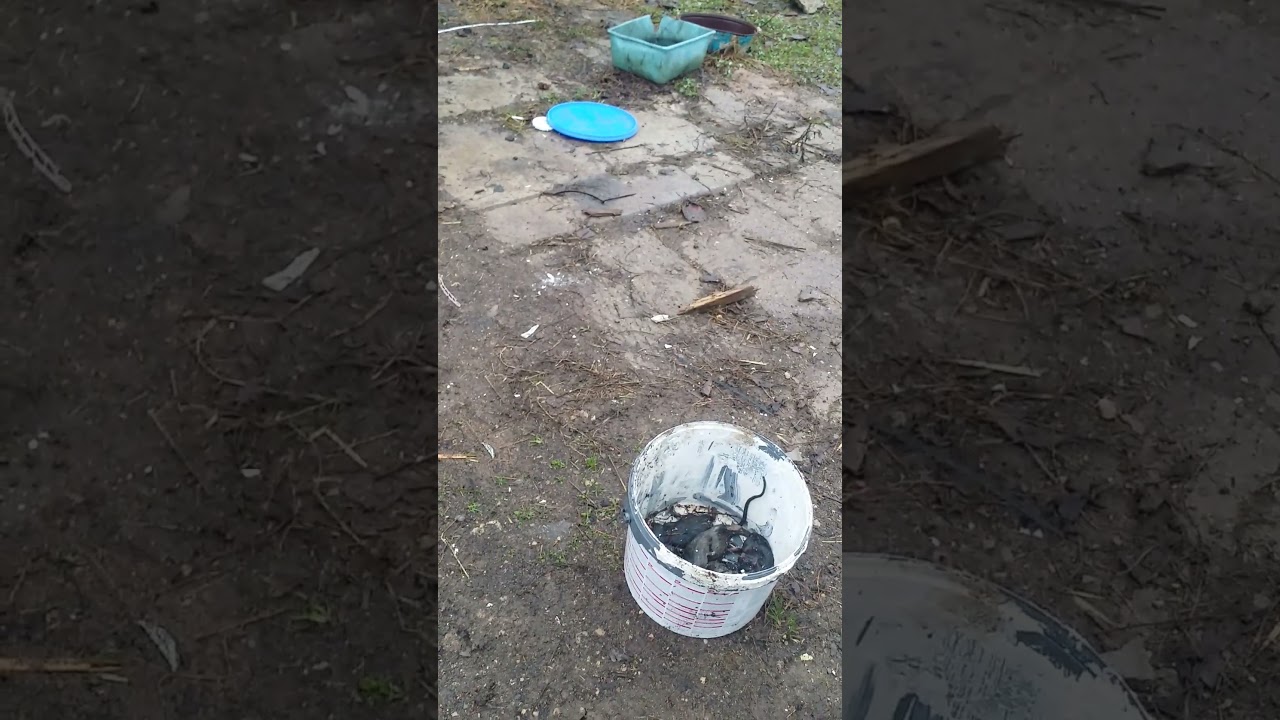Полезный совет для борьбы с грызунами