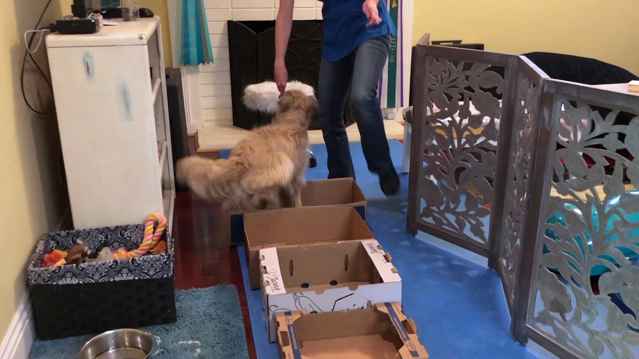 Annenberg PetSpace Trainer Tips - Indoor Obstacle Course
