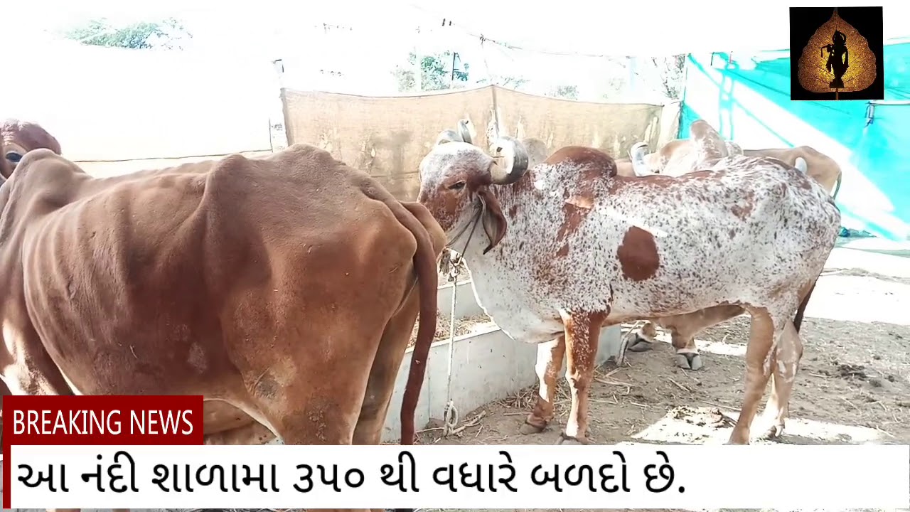 દામનગર નંદી શાળામા આશરો લઈ રહેલા ૩૫૦થી વધારે બળદો.