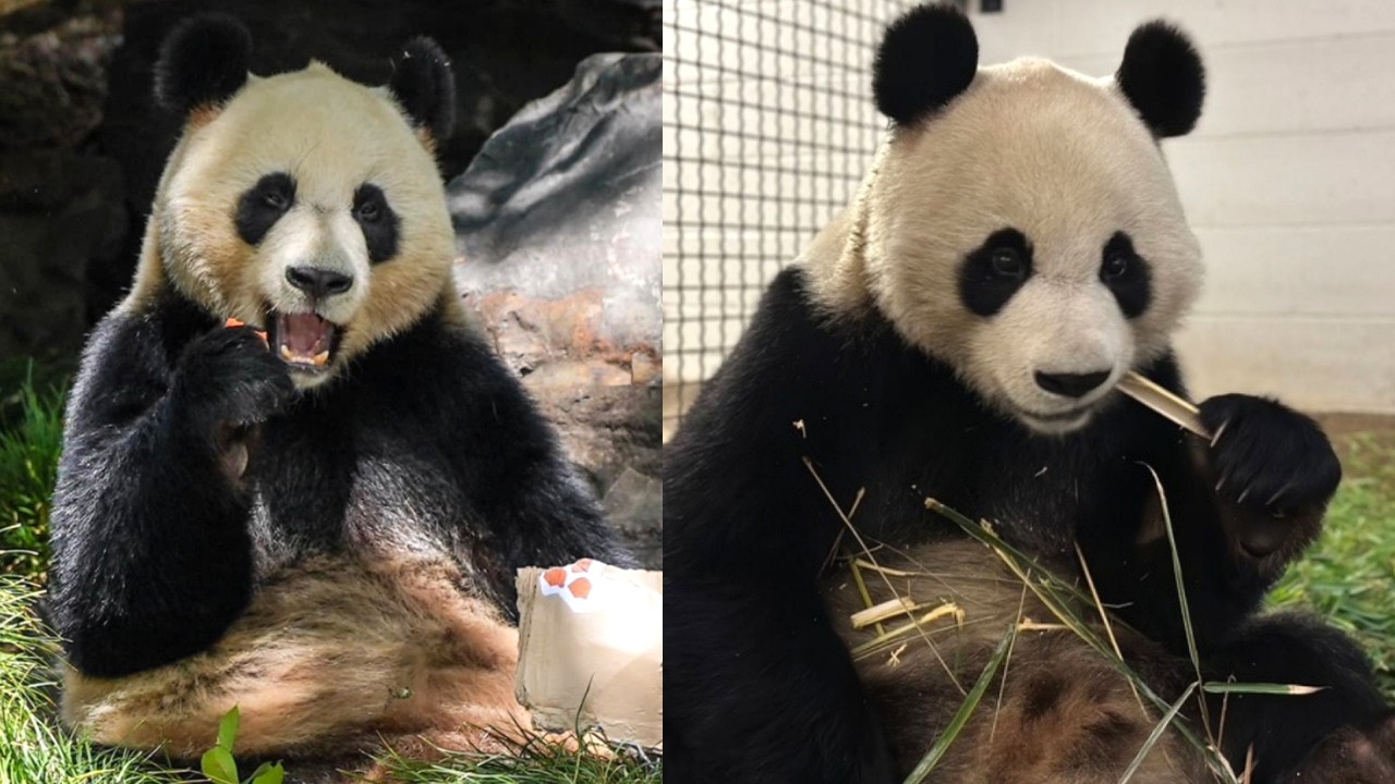 Meet Xing Qiu & Yi Lan: Adelaide Zoo’s Adorable New Pandas