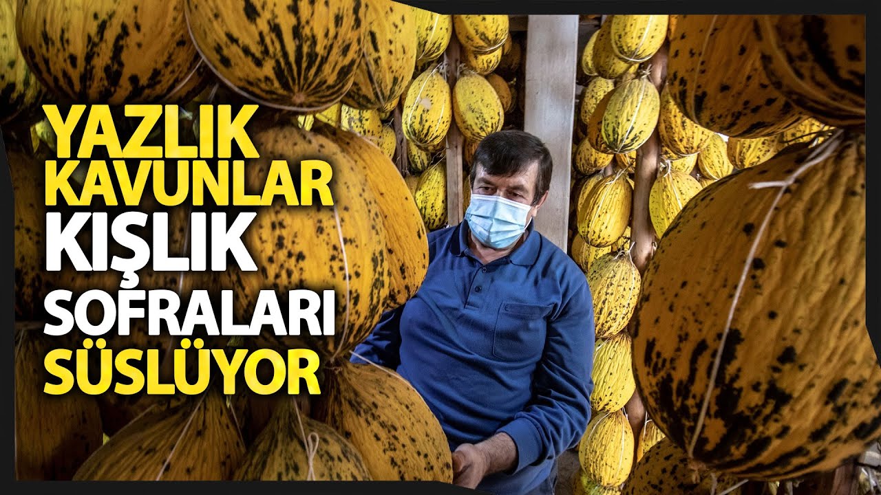 Kırkağaç Kavunu Dayanıklılığıyla Dikkat Çekiyor