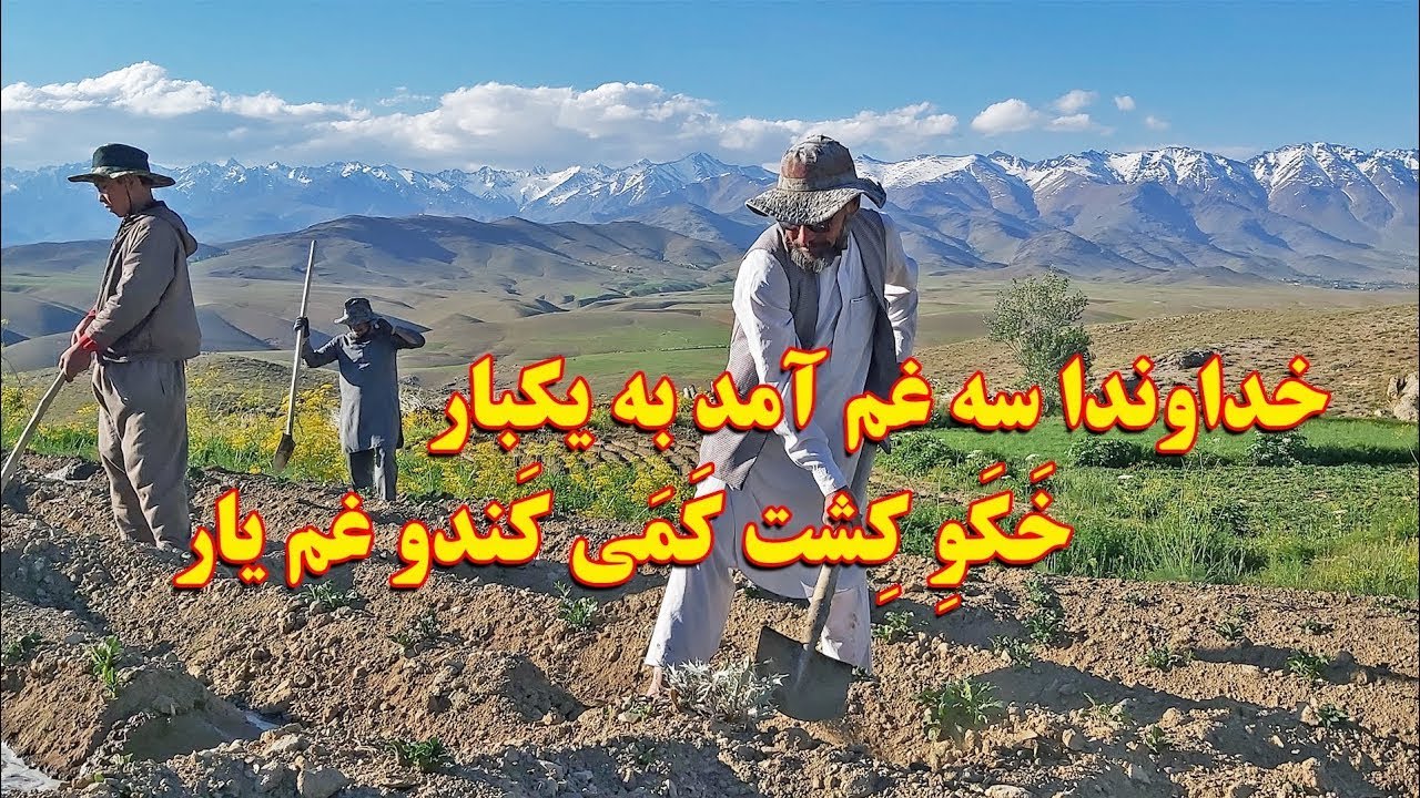 خَکَو کچالو _ بهسود دوم، میدان وردک Agricultural Season in the Central Regions of Afghanistan