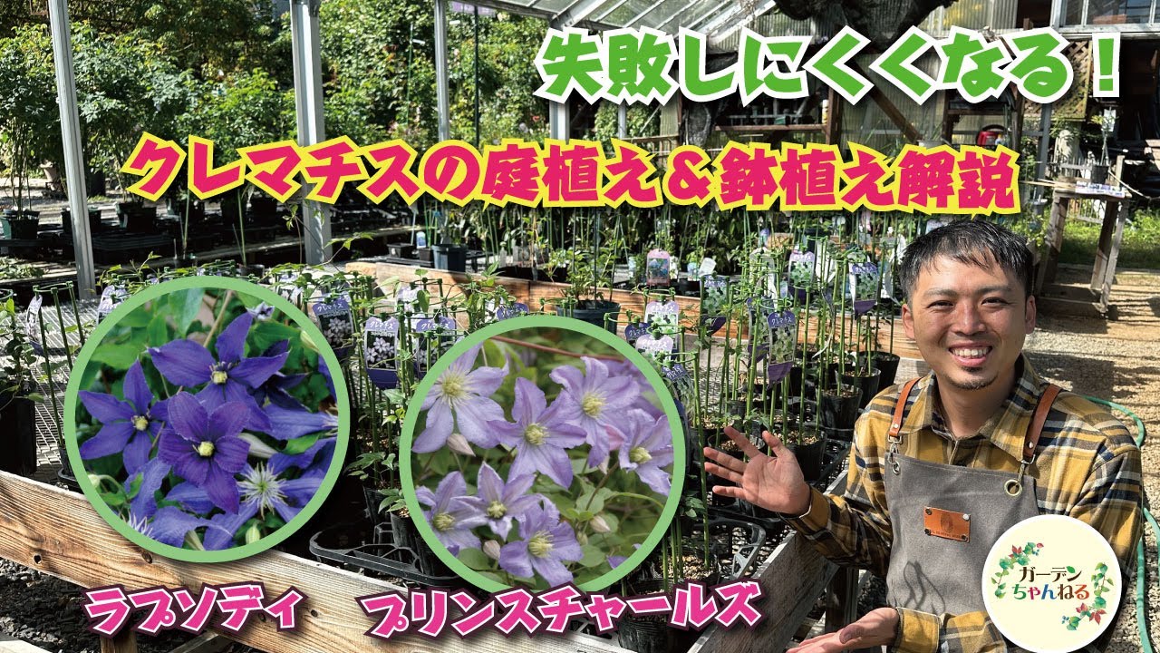 【失敗しにくい】クレマチスの庭植え＆植え替え解説