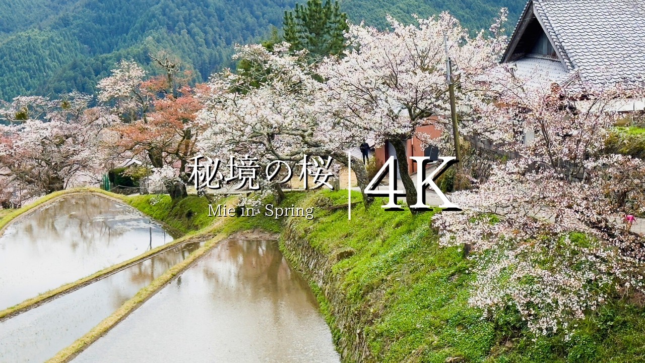 【三重の秘境集落】三多気の桜を訪ねて - JAPAN in 4K