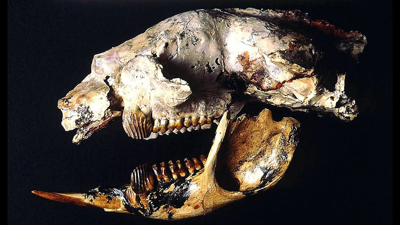The Saber-Tooth Kangaroo