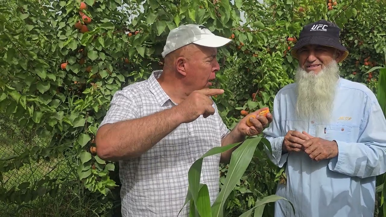 907629692 Сахдӣ. Зардолуҳои навъҳои Лорна ва Раббада.