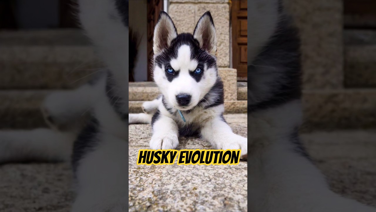 HUSKY EVOLUTION 🐶 MAX, BOMB&Oacute;N & BALTO