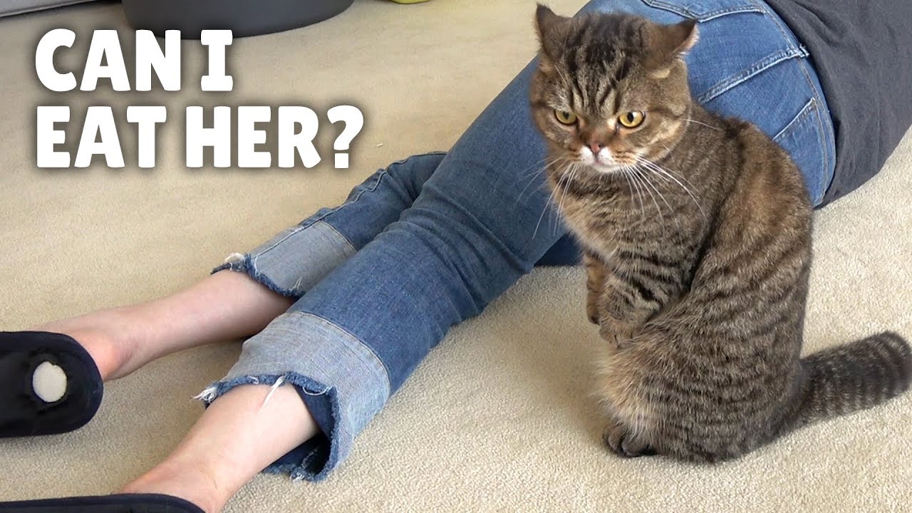 Что Будут Делать Мои Кошки Если Я Умру? | Kittisaurus