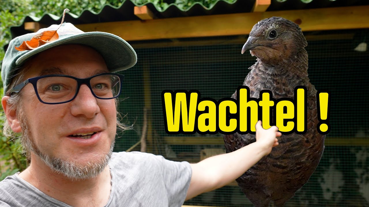 Die wahrscheinlich BESTE Wachtelvoliere Deutschlands !