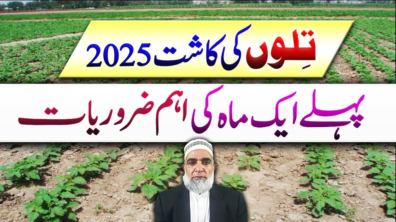 First month requirements of Sesame crop 2025 || Crop Reformer
