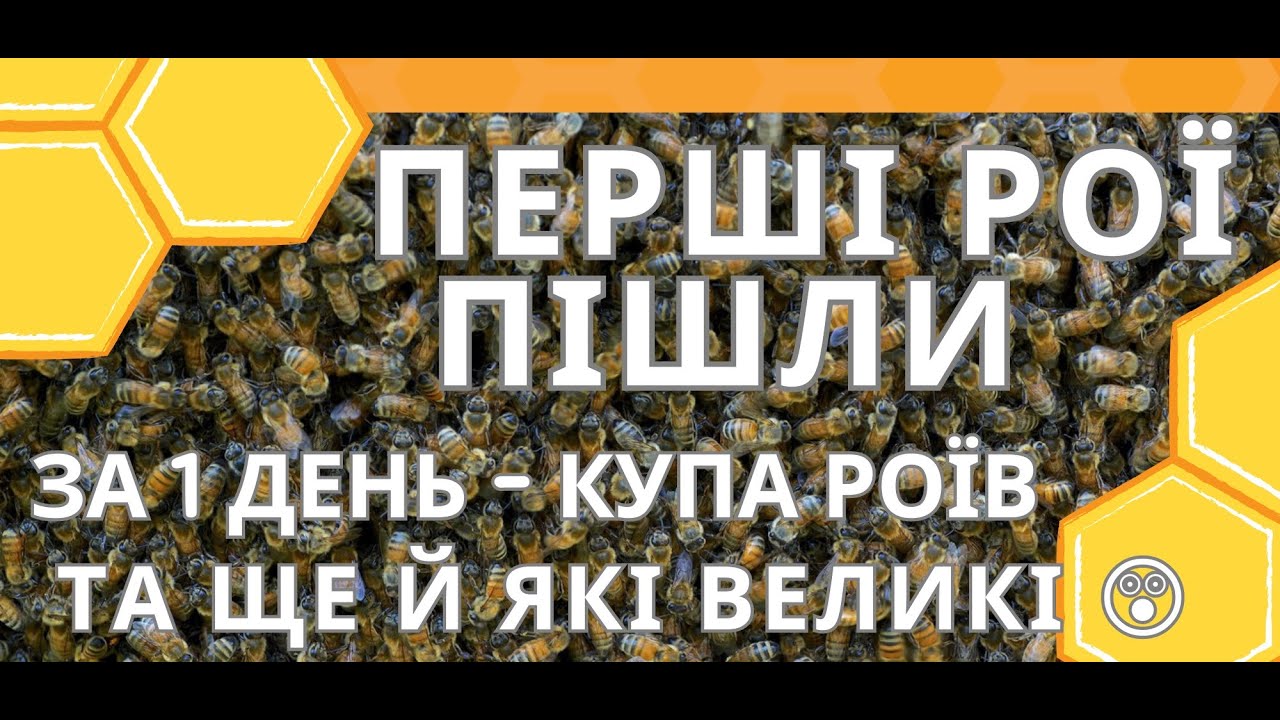 Рої полетіли. Діючі приманки для роїв.  Впіймав купу роїв за день. Великі рої