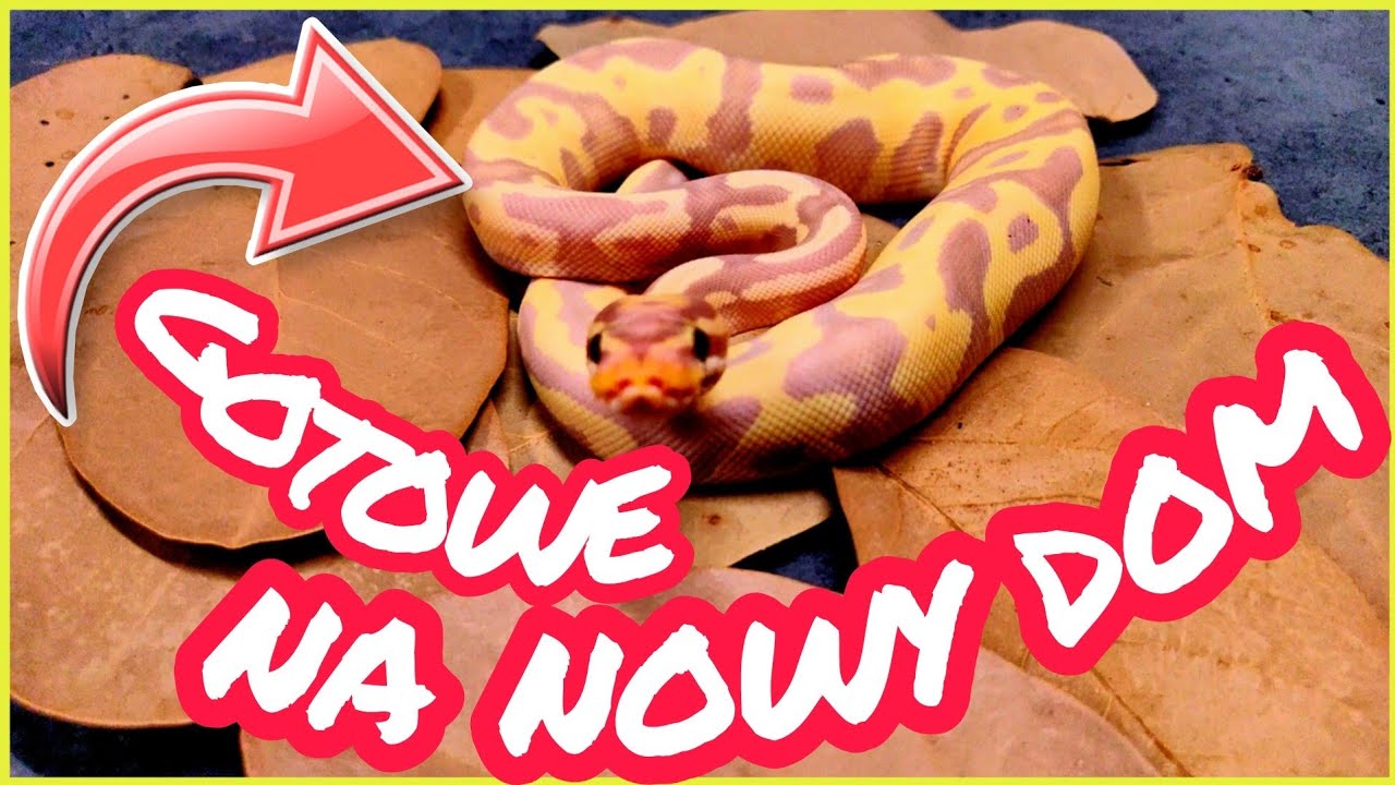 Te węże szukają NOWEGO domu 🏡 + mała niespodzianka🤗