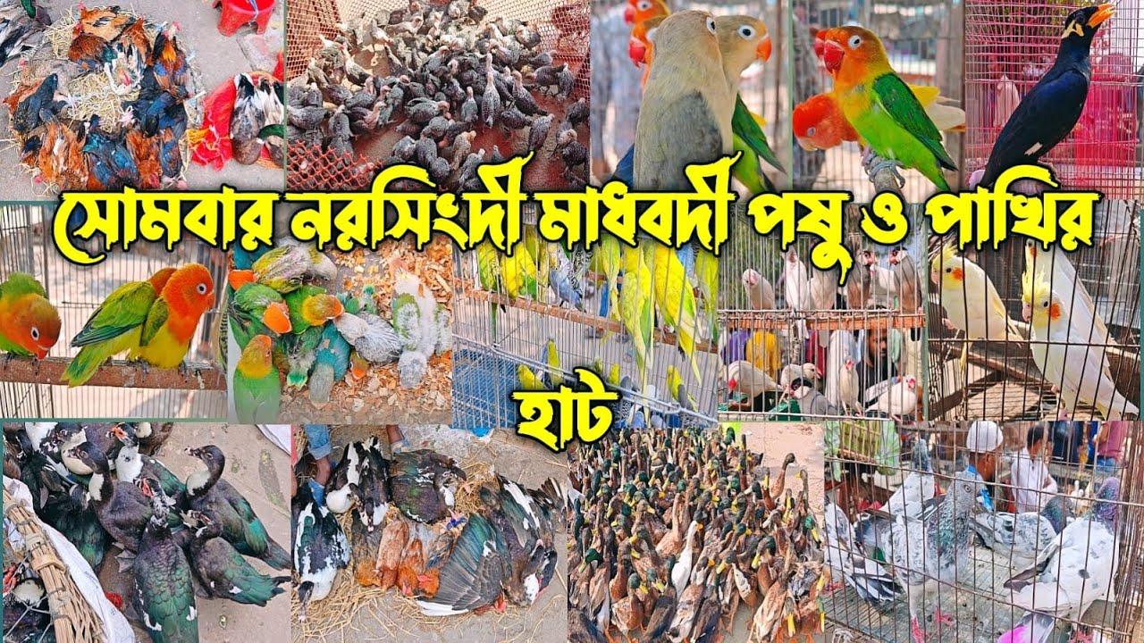 সোমবার নরসিংদী মাধবদী পষু ও পাখির হাট