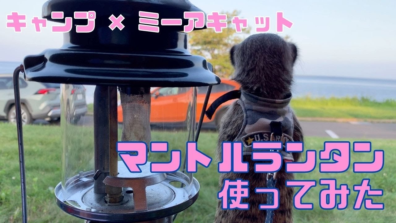 【女子ソロキャン】コールマン286A ワンマントルランタンを使ってみたよ
