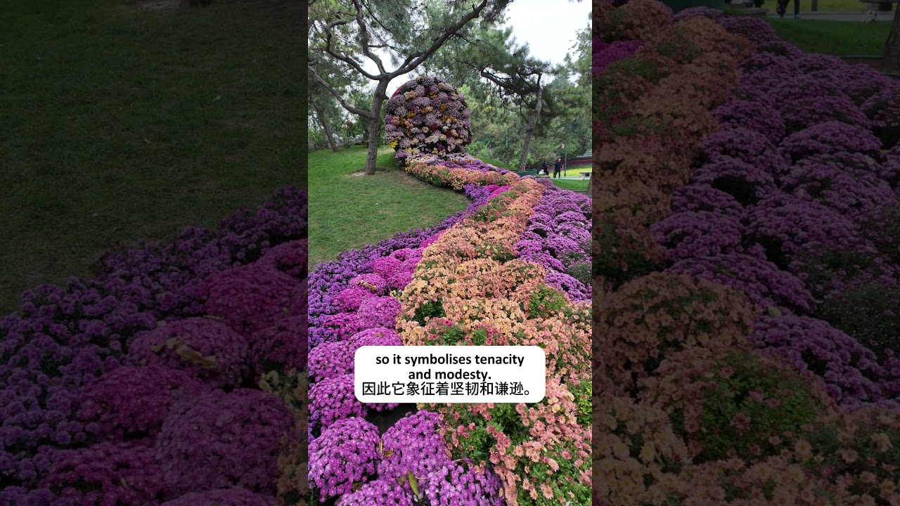 Beautiful autumn flower display!