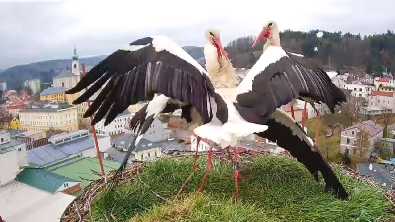 Čápi Mladé Buky | Nerozhodná Betynka a souboj o hnízdo | Indecisive Betty and the fight for the nest