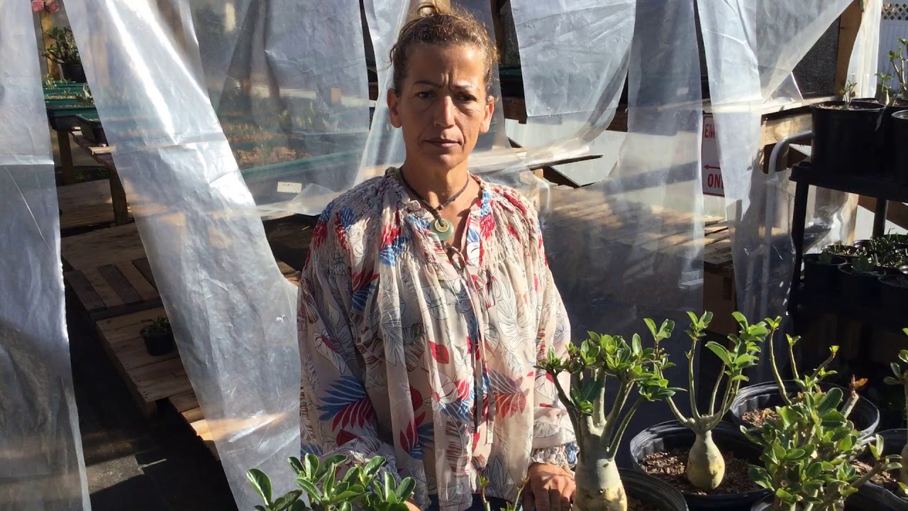 How to deal with yellow leaves and caterpillars on your desert roses