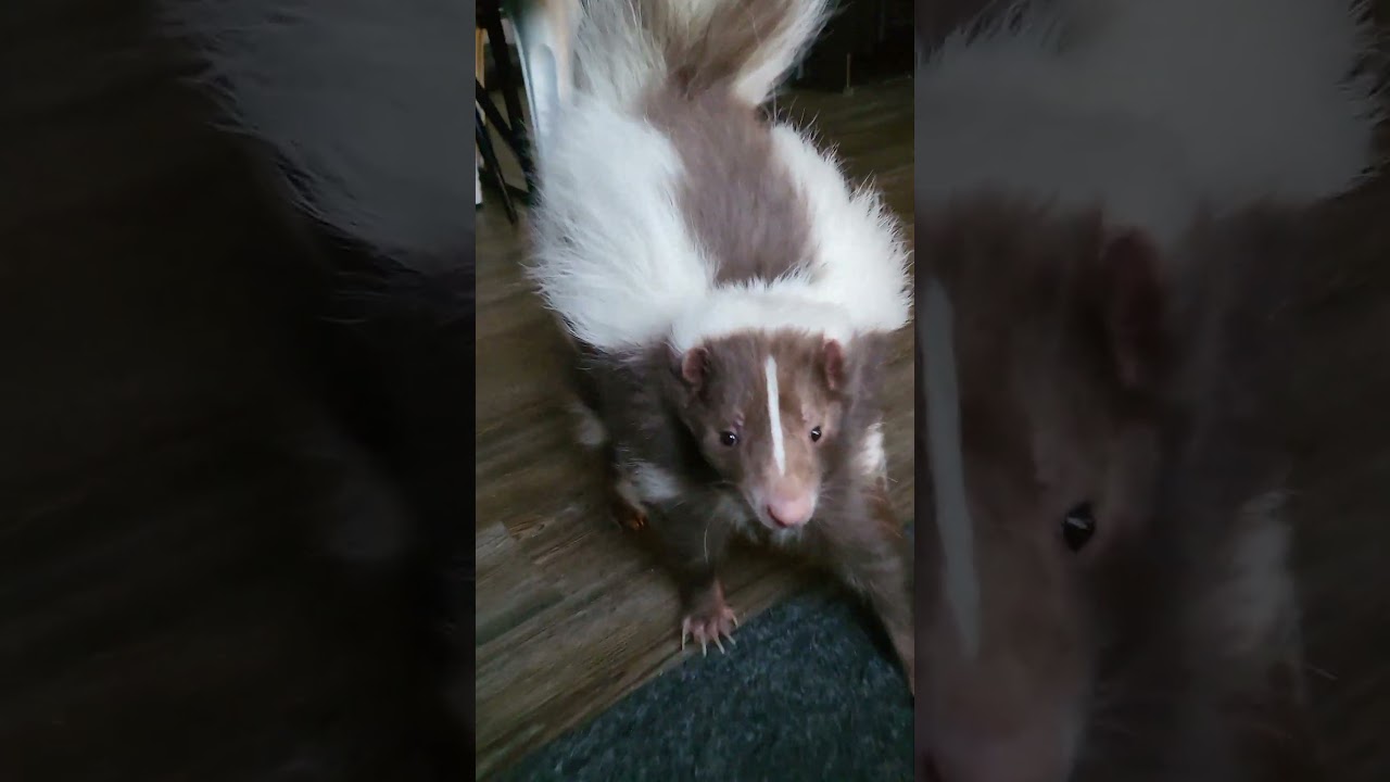 I Surprised Him, Gave me a STOMP!🦨 #shorts #skunks
