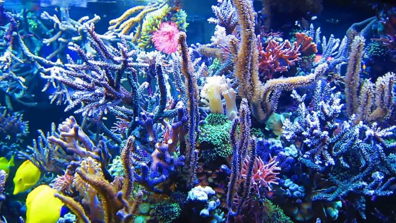 Dormero  July 2016 Hotel Reef Aquarium kyranyca