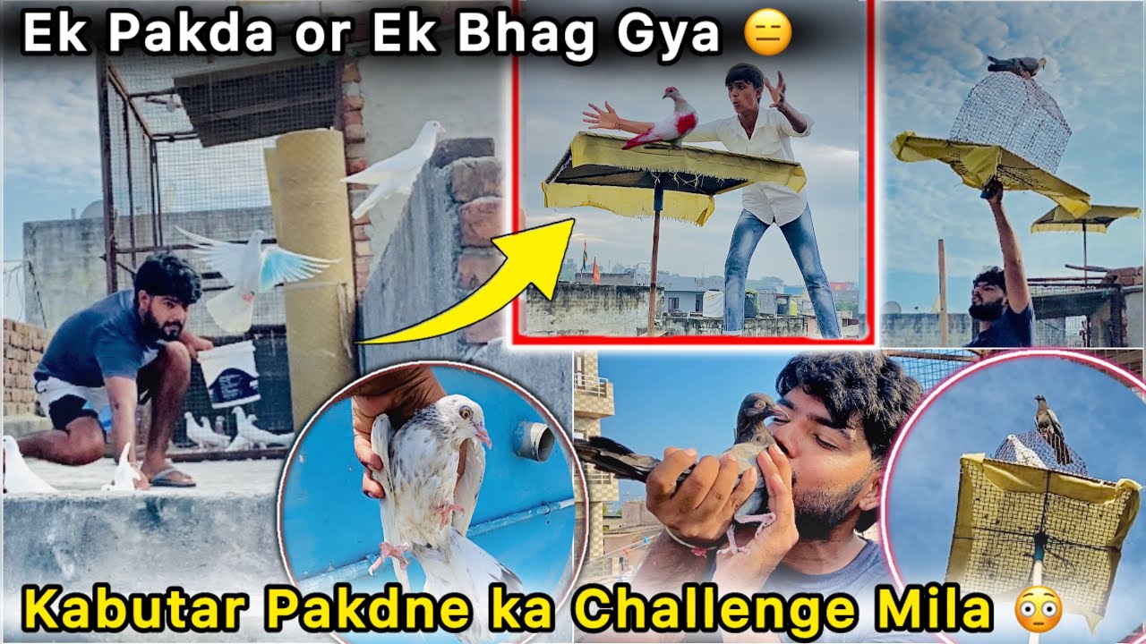 Teen Minute Main Pakde 2 kabutar 😍 || Naya kabutar Bhag Gya 🕊️ || Nuksan Hogya 😑
