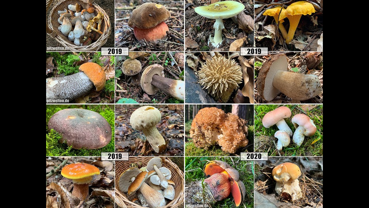 Pilze Ende August | Pilzjahre / Artenvielfalt im direkten Vergleich | Ende August 2019 & 2020