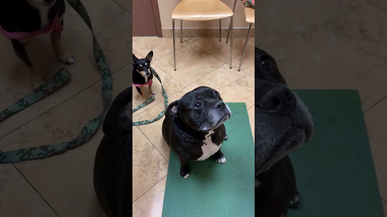 Pet&rsquo;s Broken Tooth Requires Care !