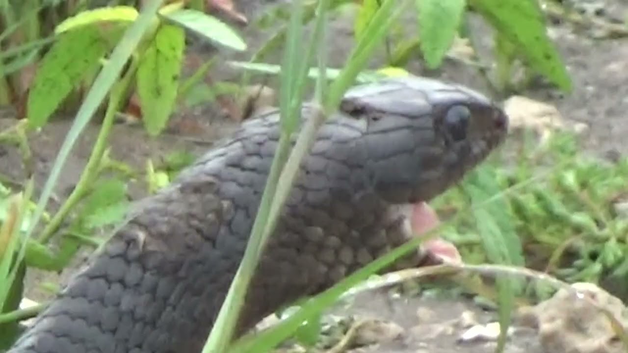 Blue Indigo eating a frog - Texas Blue Indigo (Drymarchon melanurus erebennus)