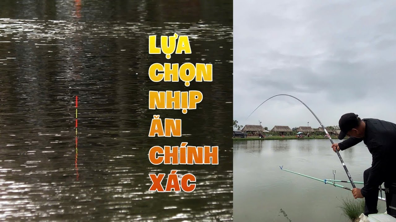 Cách Xả Mồi Và Phân Biệt Nhịp Ăn Cá Trắm Đen Cho Người Mới