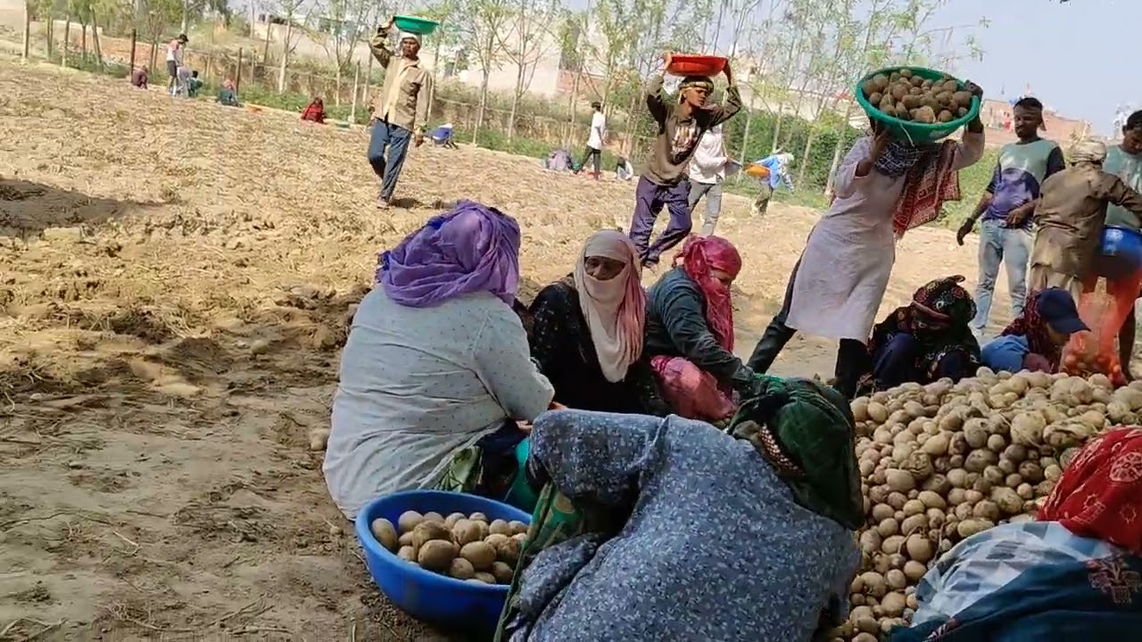 14 March 2026 हमारे खेत में बहुत अच्छे हुए हैं आलू देसी खाद के हैं