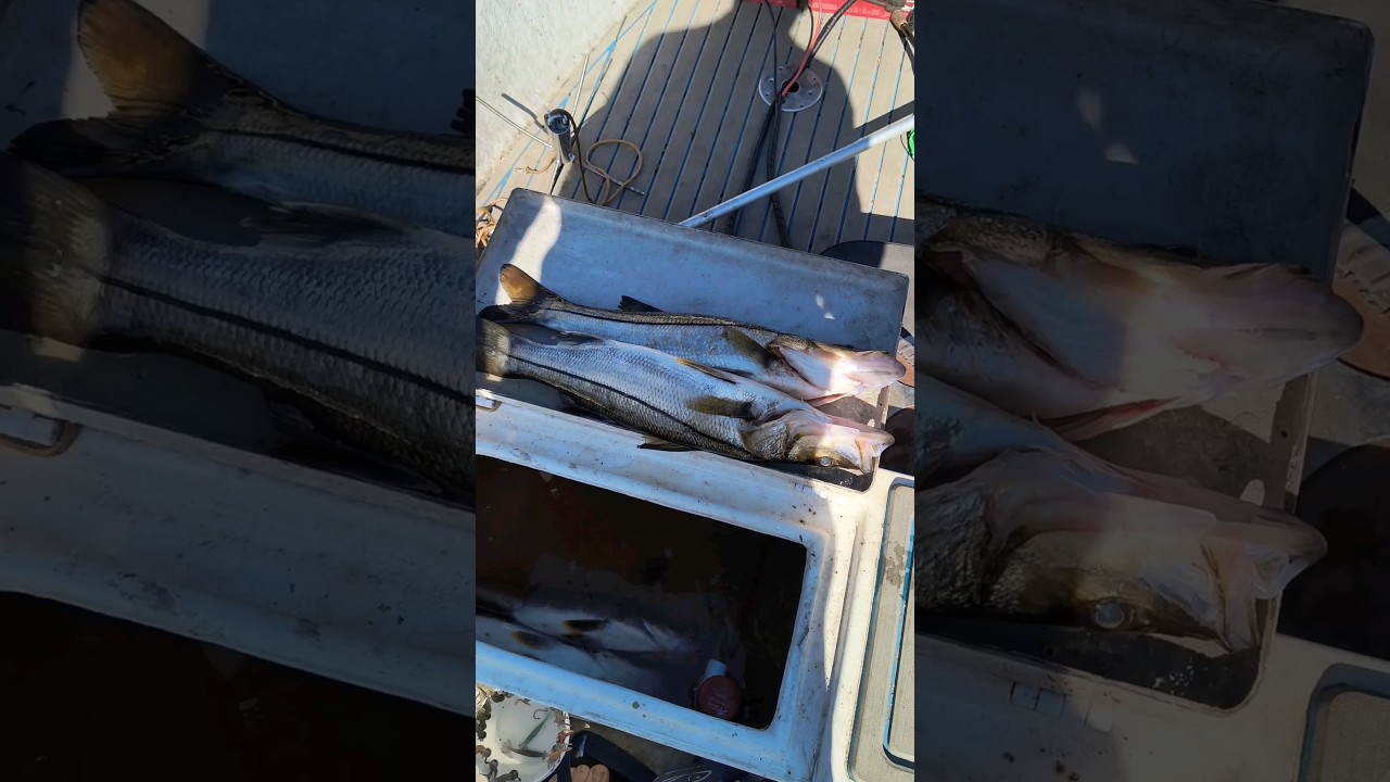 Robalo flecha #fishing #fish #p&ecirc;che #robalo #robaloflecha #pescaria #pescador #youtubeshorts