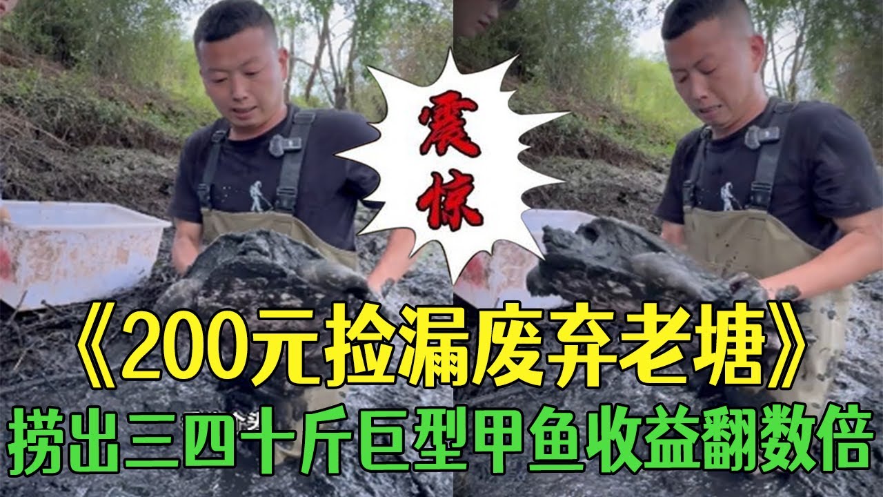 200元撿漏廢棄老塘，撈出三四十斤巨型甲魚收益翻數倍！#小飛哥#三農 #戶外 #鄉村守護人#三農 #大熱門