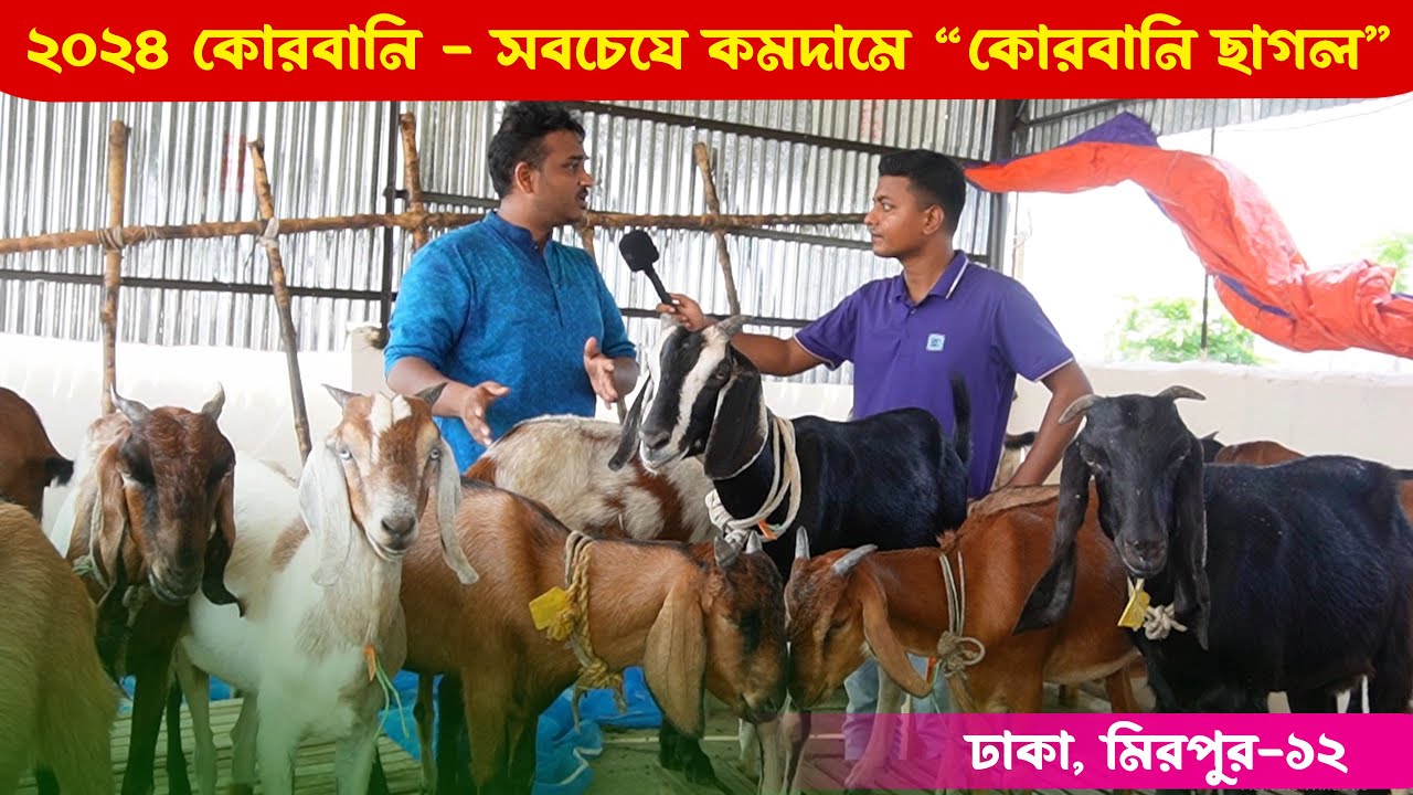 2024 কোরবানির জন্য ছাগল খাসি বাজার/দর || 2024 সালে ছাগলের দাম || Black bengal goat || কৃষি ঘর