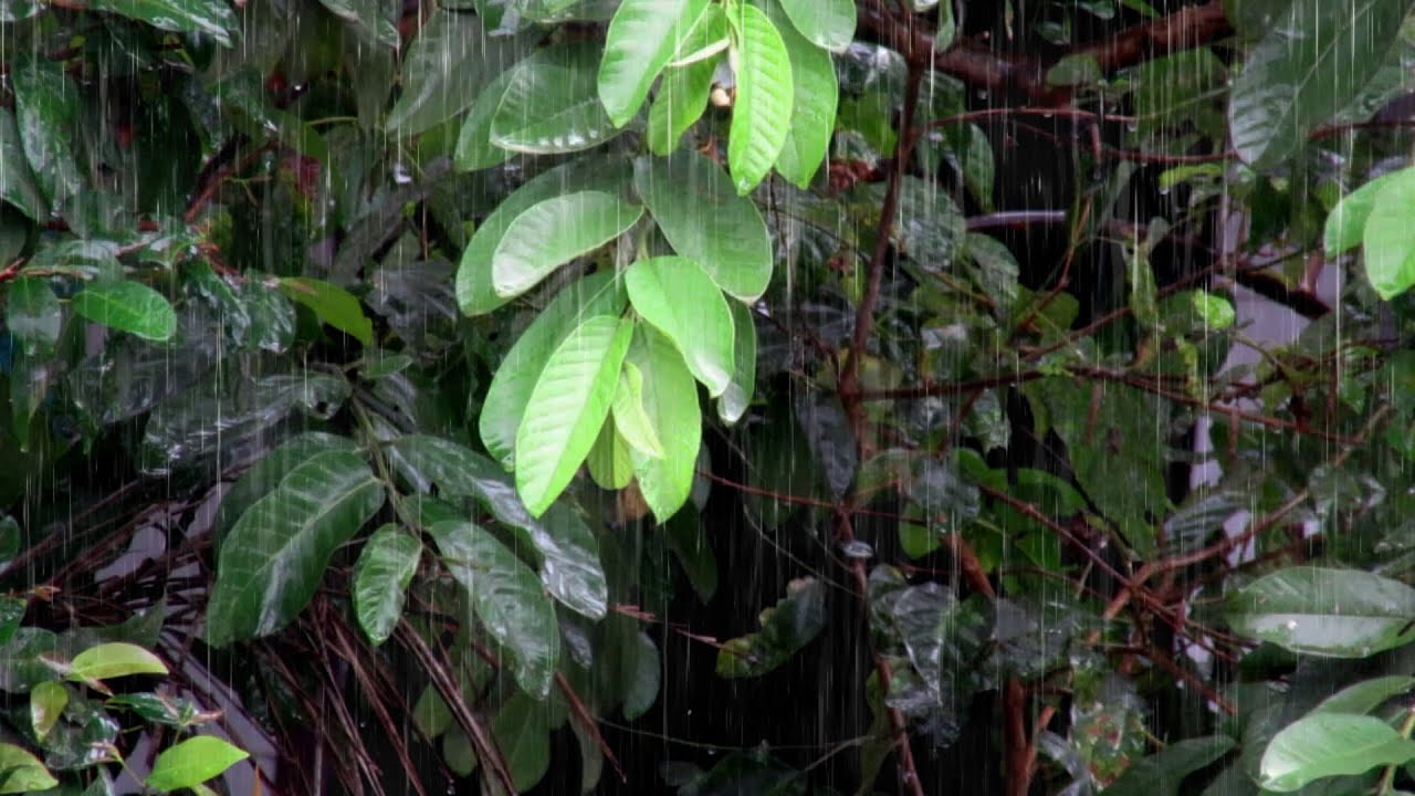 Fall Asleep Faster with Calm Rain Sounds for Sleeping | Peaceful Rain Noise