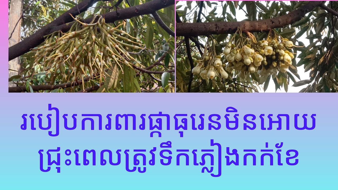 របៀបធ្វើអោយផ្កាធុរេនមិនសូវជ្រុះពេលមានភ្លៀងកក់ខែ