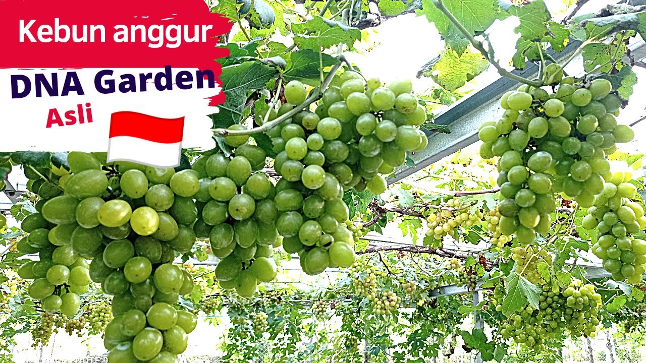 Wisata petik buah, anggur ilaria di 🇮🇩 indonesia #kebunanggur, #kebunanggurindonesia, #dnagarden,