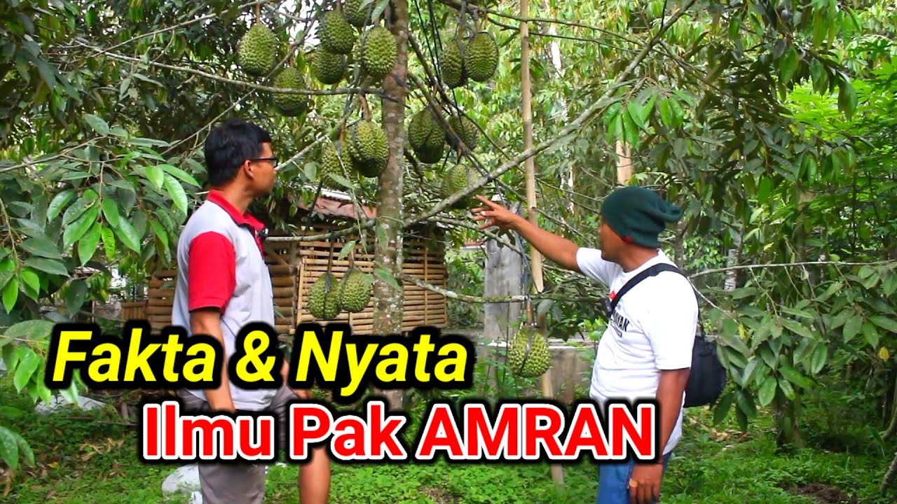 Durian Bawor Super || Ilmu Fakta Lapangan  Pak AMRAN || Tak Perlu Di Ragukan Lagi || Prapag Lor