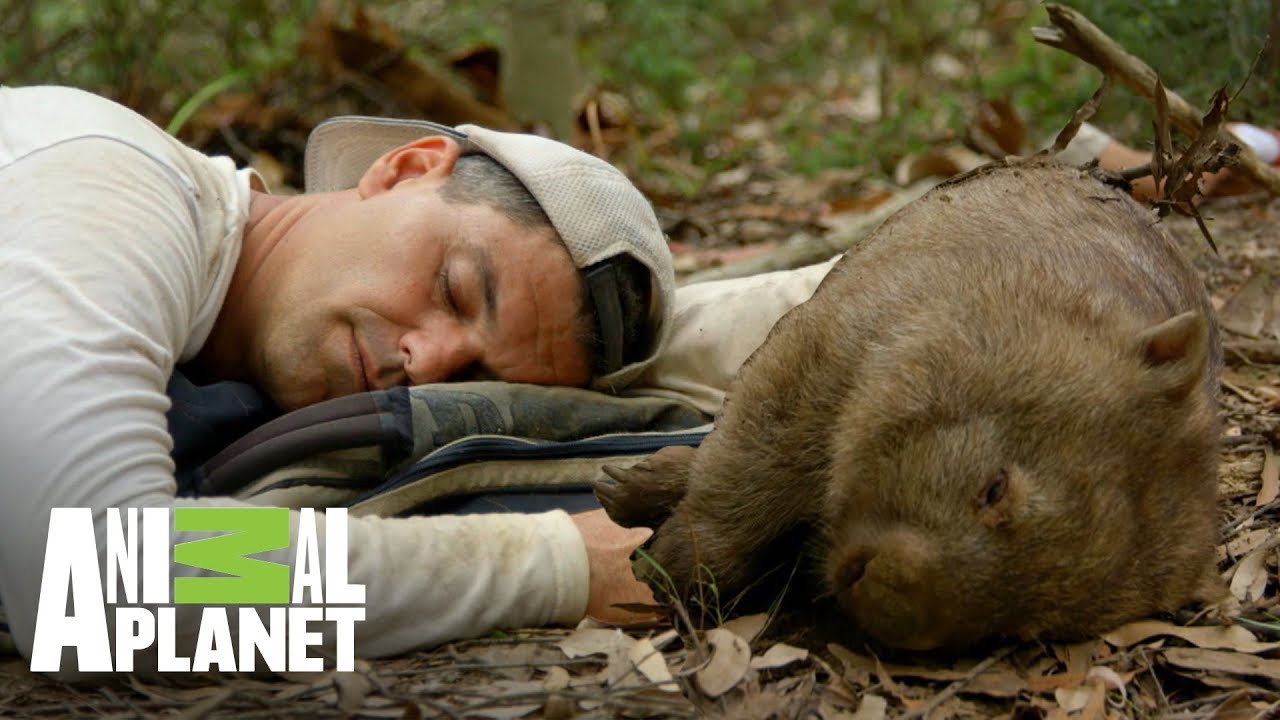 Frank y uombat toman siesta juntos | Wild Frank: Tras la evolución de las especies | Animal Planet