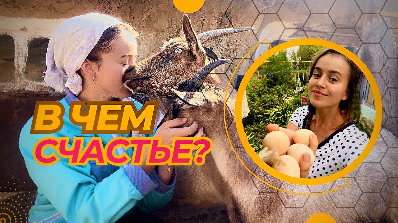 НА РОДНОМ ПОЛЕ С КОЗАМИ