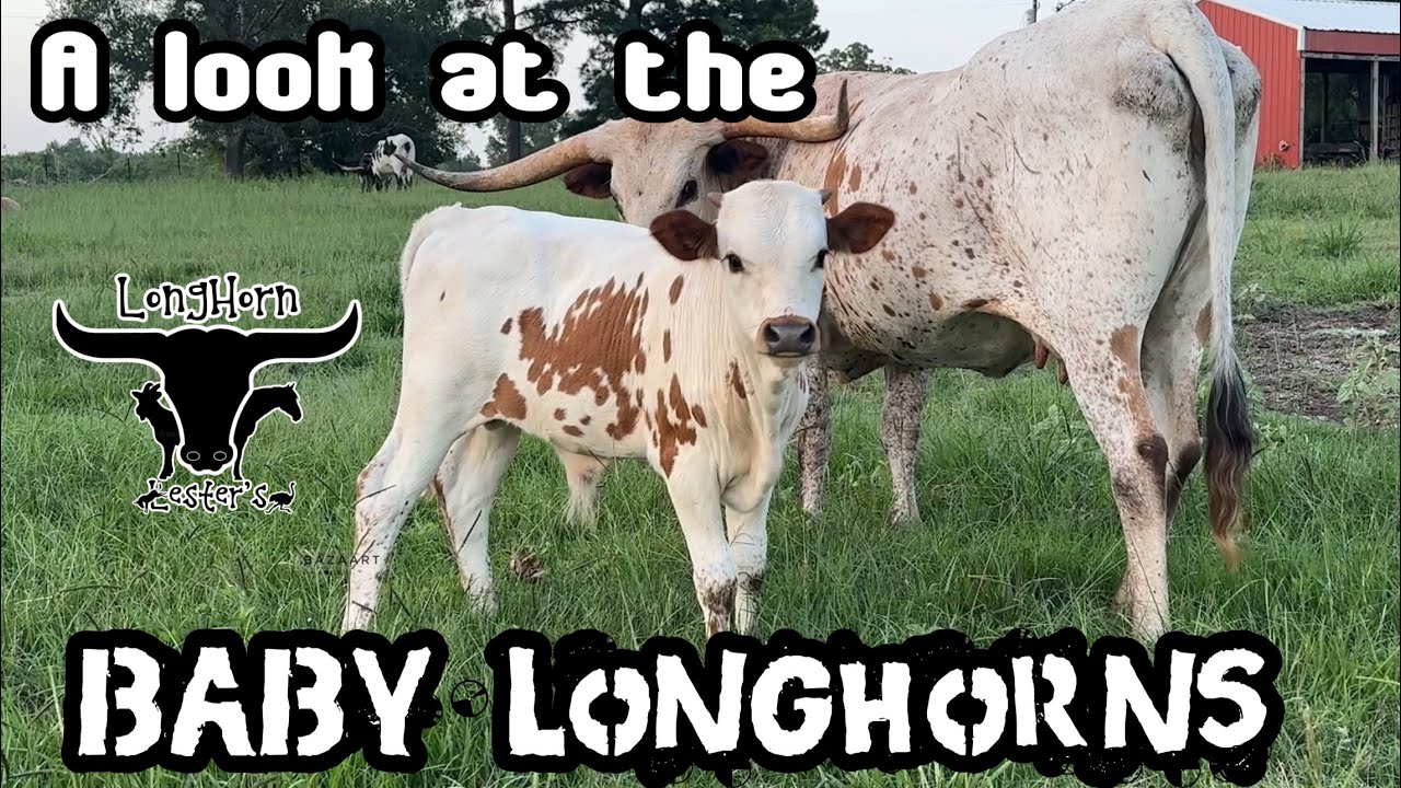 Longhorn Babies!