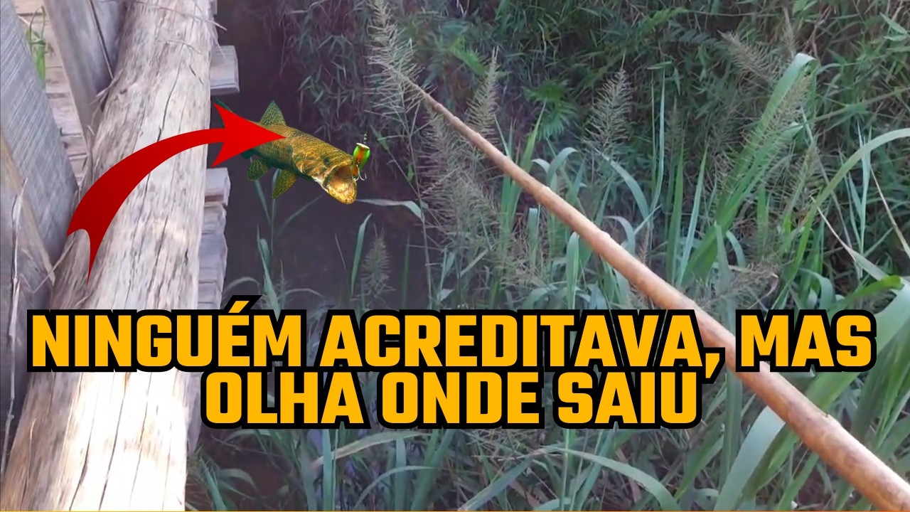 TRAÍRA NO LUGAR MAIS IMPROVÁVEL DA ROÇA  #vidanaroça