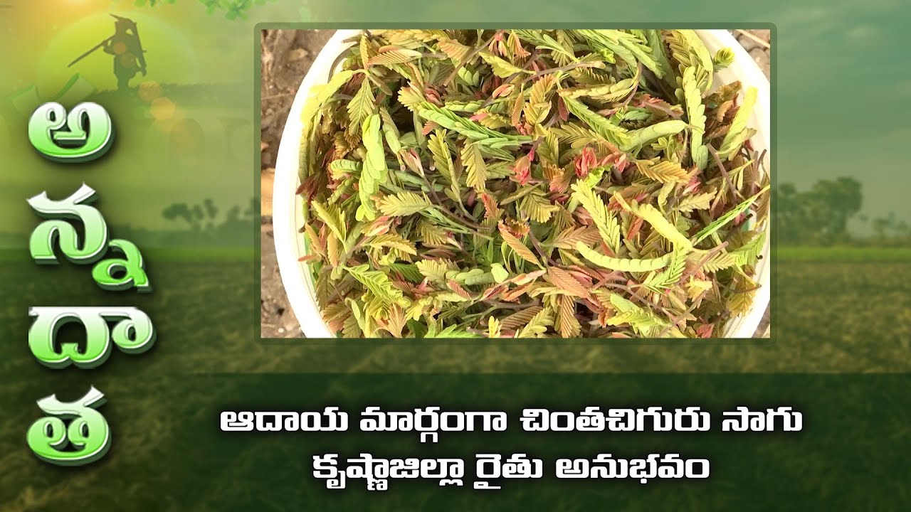 Sales of Tamarind leaf-innovative farming & profits by krishna farmer #chinthachiguru | ETV