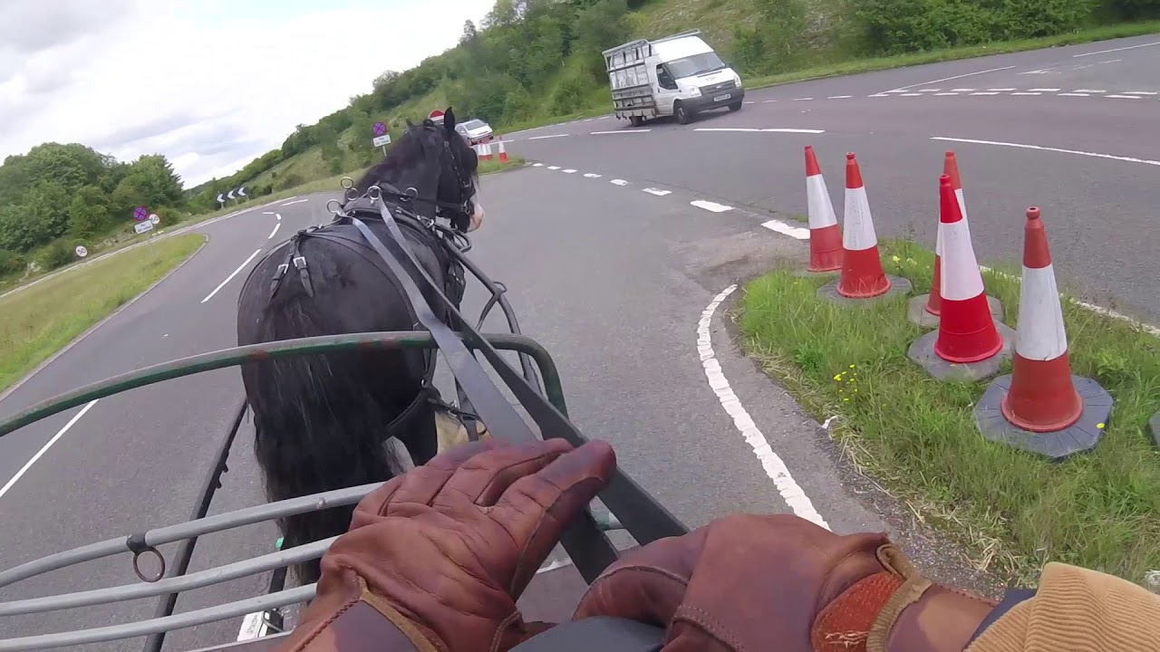 Breaking a traditional cob to carriage drive; Barry Hook; Horse Drawn Promotions