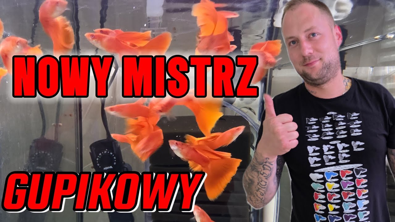 Czy mamy nowego mistrza gupikowego?