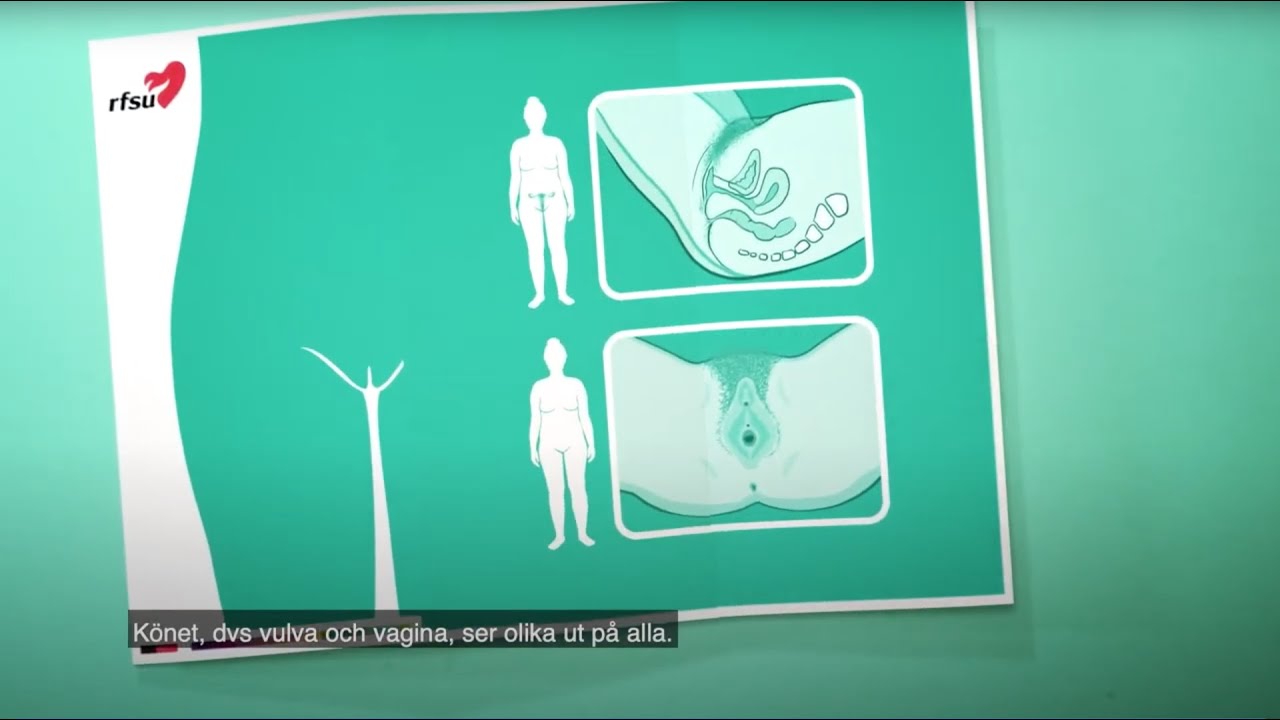 ئەندامی زاوزێی ئافرەت | RFSU informerar om vulva vagina / kvinnans k&ouml;n p&aring; sorani