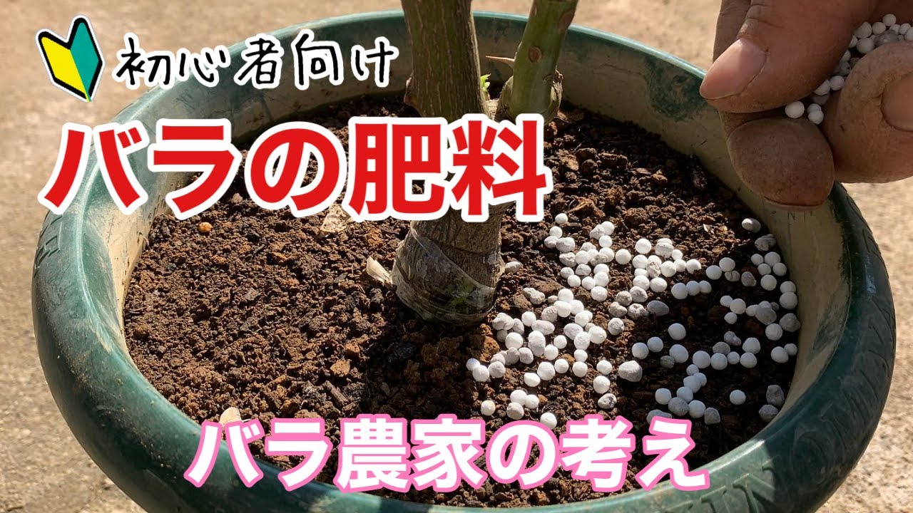 バラの肥料について　生産農家の考え