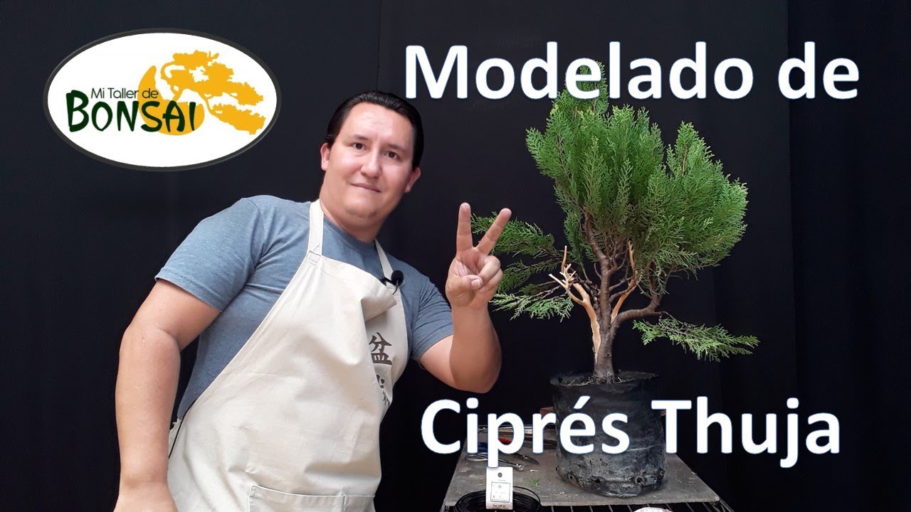 Modelado de ciprés thuja