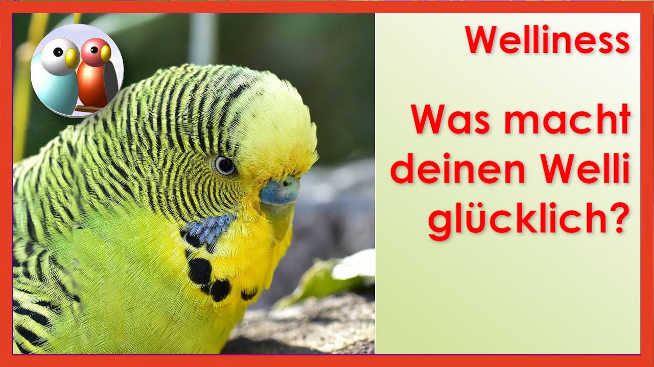 Ist dein Wellensittich glücklich? Wie du ihn glücklich machen kannst!