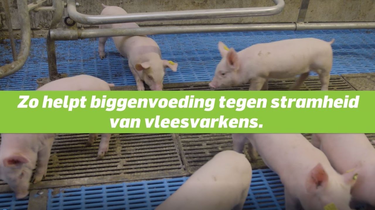 Stramheid bij vleesvarkens bestrijden met biggenvoer
